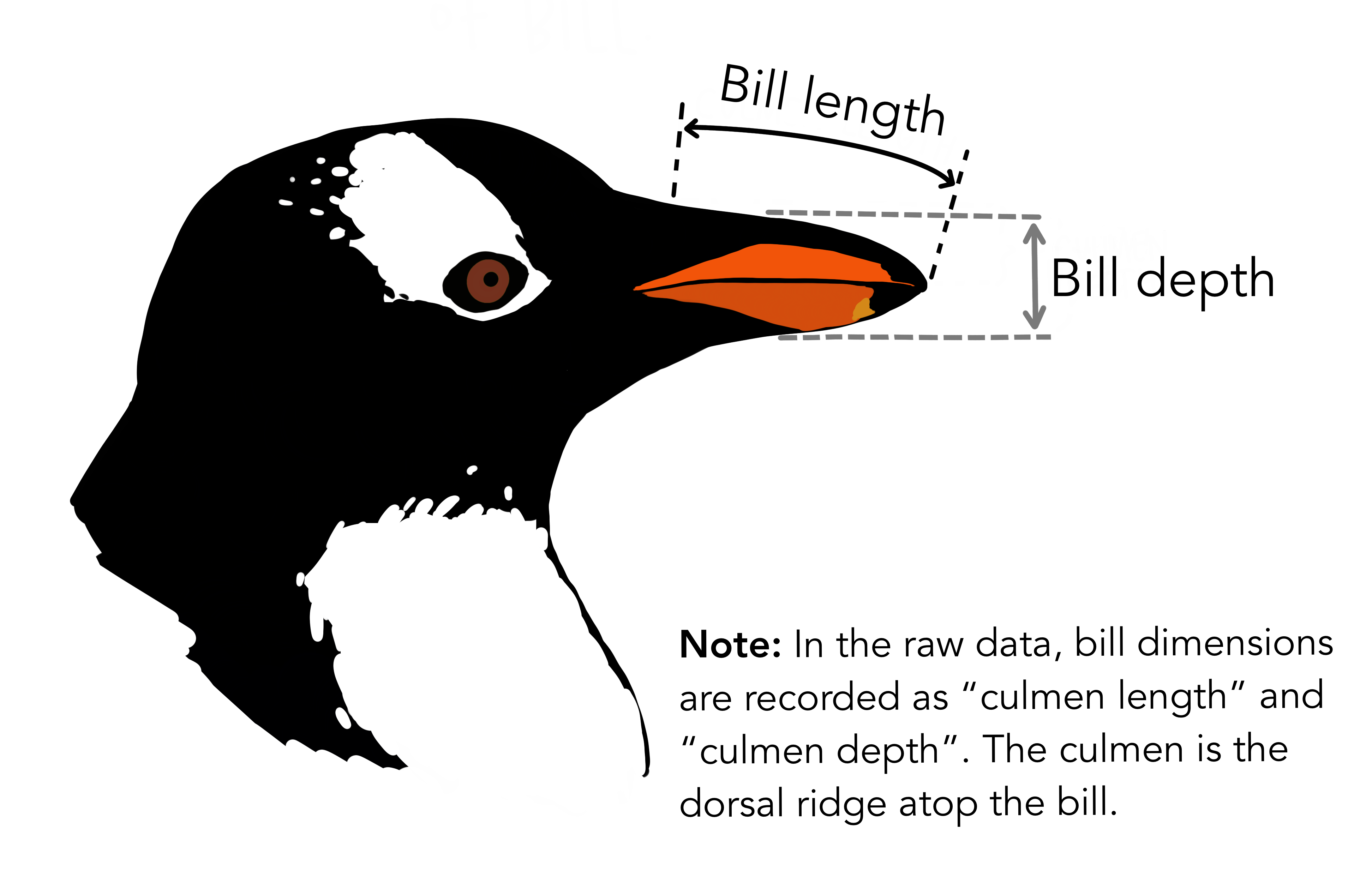 Diagram of a penguin head in profile with dashed lines illustrating two measurements: 'Bill length' spans horizontally from the base to the tip of the bill, and 'Bill depth' spans vertically at the tip. A note explains that in the raw data these are recorded as 'culmen length' and 'culmen depth,' where the culmen is the dorsal ridge atop the bill